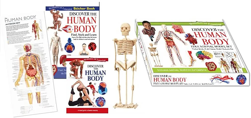 WOL MODEL SET HUMAN BODY